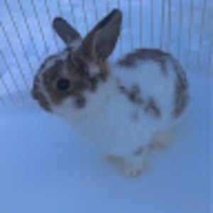 Meet your Posher, Lila